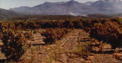 Avocado orchard.jpg (37101 bytes)