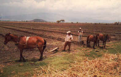 Barbecho with animals.jpg (36474 bytes)