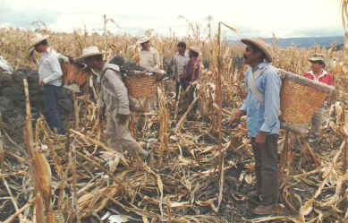 Harvest Labour.jpg (43321 bytes)