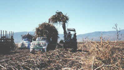 Machine loading cane truck.jpg (28263 bytes)