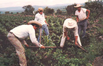 Peaants cultivating rainfed land