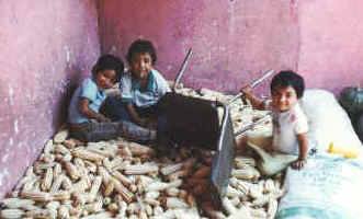 Nacho's kids with corn cobs 2.jpg (35267 bytes)