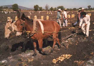 Using mules in potato harvest.jpg (37731 bytes)