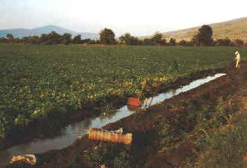 irrigated beans.jpg (31377 bytes)