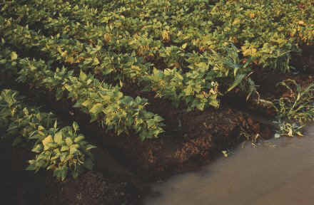 irrigated beans close up.jpg (39589 bytes)