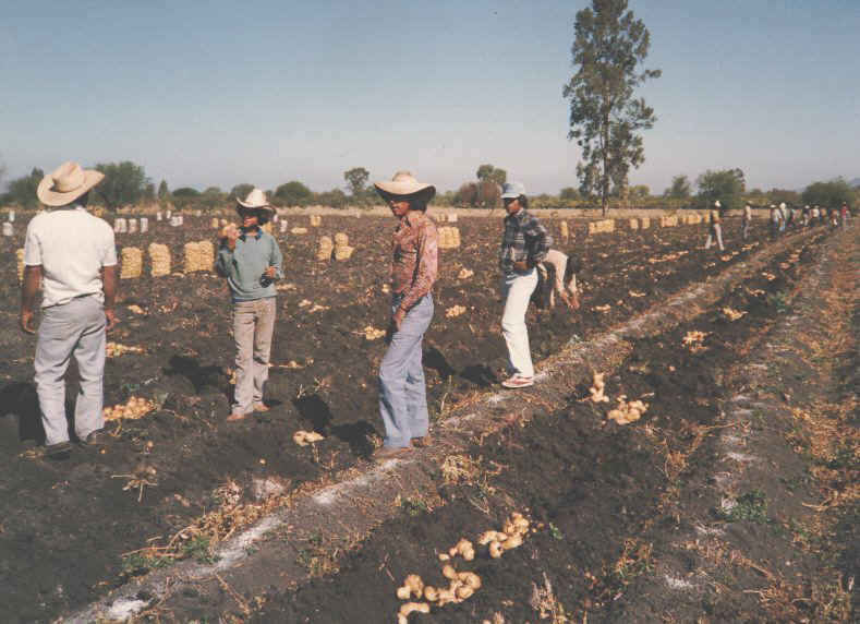 jornaleros in potatoes.jpg (109488 bytes)