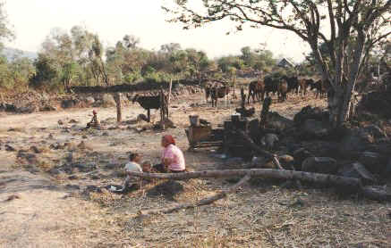 Los Chorros cattle & woman with child.jpg (46237 bytes)