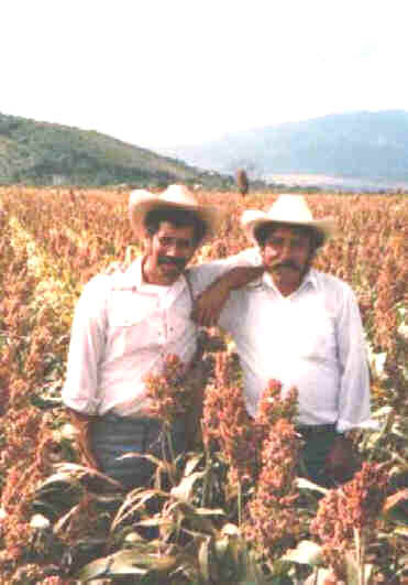 sorgo.jpg (18527 bytes)