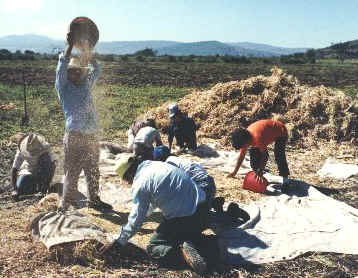 Harvesting beans by hand winowing.jpg (49755 bytes)