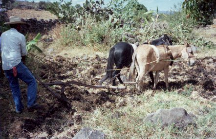 tronco showing plough.jpg (55116 bytes)