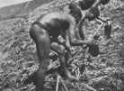 sowing maize