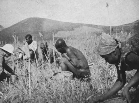 harvest of finger millet