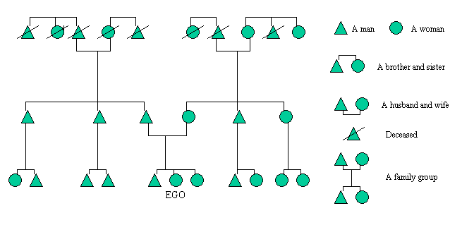 anthropology kinship